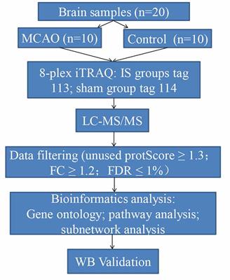 Proteomics Analysis of Brain Tissue in a Rat Model of Ischemic Stroke in the Acute Phase